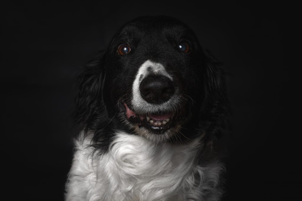 Portrait de chien réalisé en studio photo en Saône-et-Loire Portrait de chien réalisé en studio photo en Saône-et-Loire