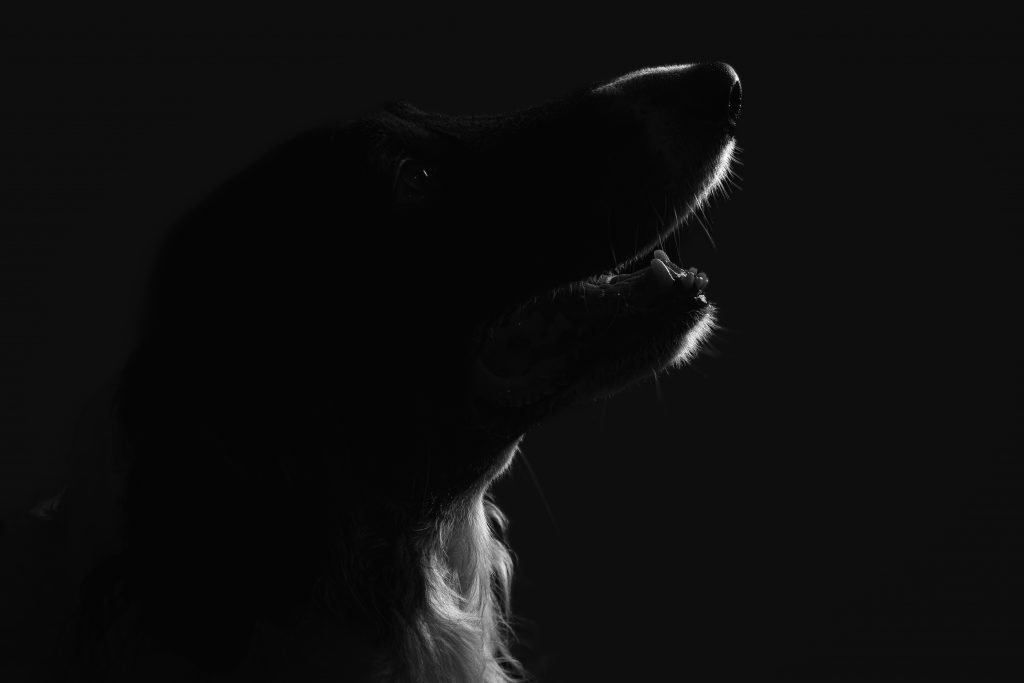 Portrait de chien réalisé en studio photo en Saône-et-Loire Portrait de chien réalisé en studio photo en Saône-et-Loire