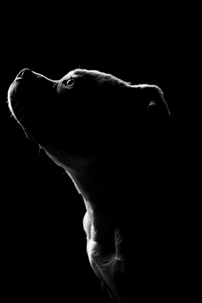 Portrait de chien réalisé en studio photo en Saône-et-Loire Portrait de chien réalisé en studio photo en Saône-et-Loire