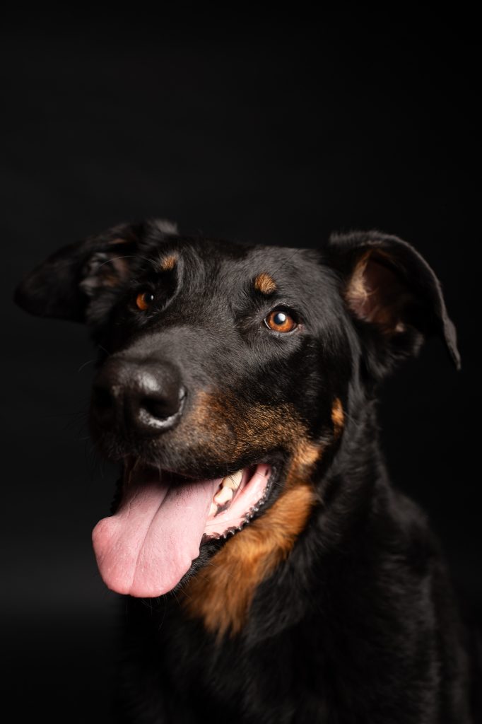 Portrait de chien qui tire la langue en studio sur fond noir portrait de chien en studio à sanvignes