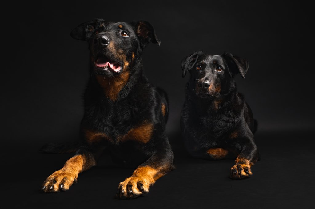 2 chiens sur fond noir en studio photos chiens studio fond noir
