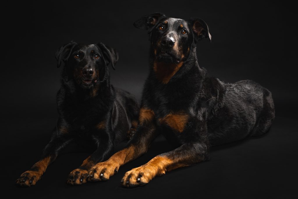 2 chiens en studio sur fond noir qui fixent l'objectif portraits animaux de compagnie chiens et chats en studio en bourgogne
