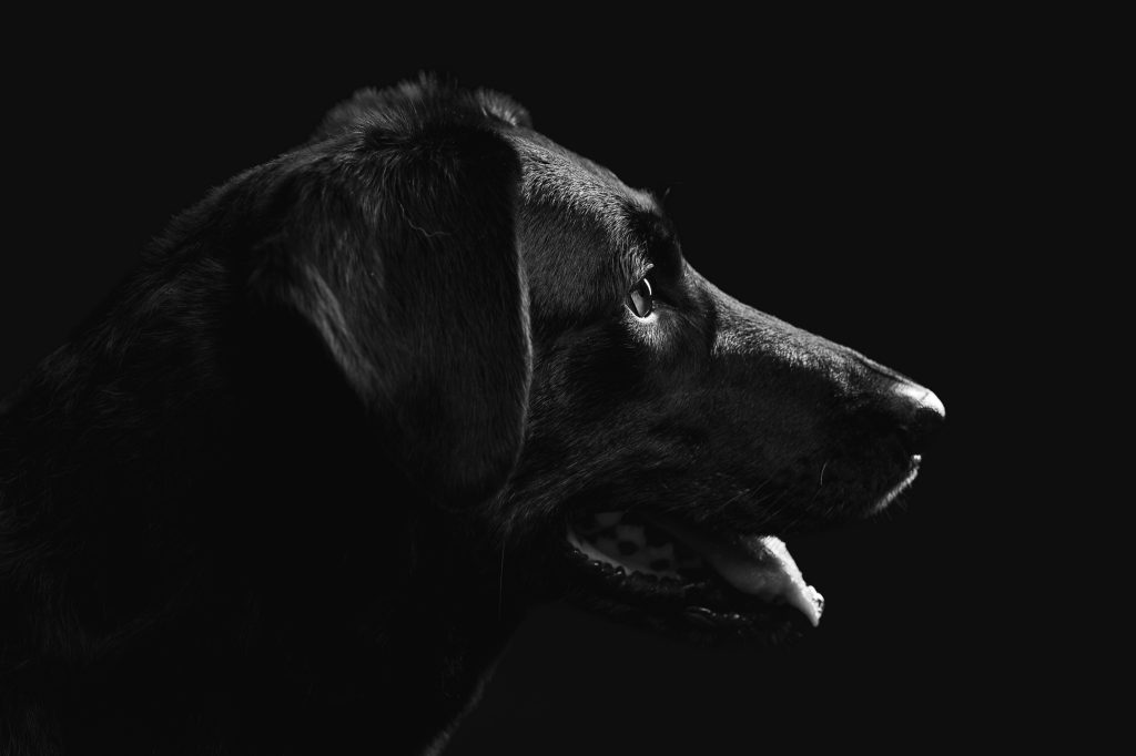Portrait de profil d'un chien en studio en noir et blanc portrait noir et blanc chien profil