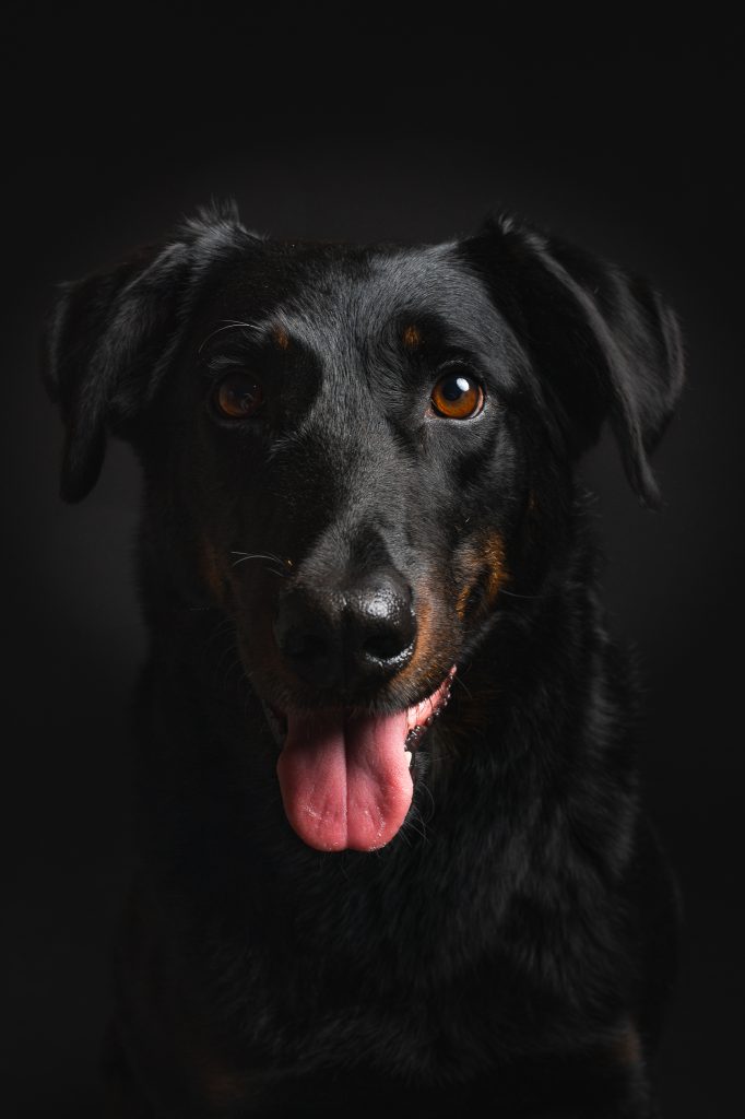 Portrait de face d'un chien en studio portrait animal de compagnie studio fond noir montceau les mines