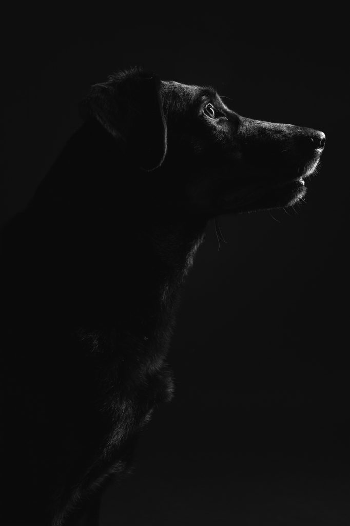 Portrait de chien de profil en noir et blanc en studio portrait noir et blanc chien profil studio photos sanvignes les mines