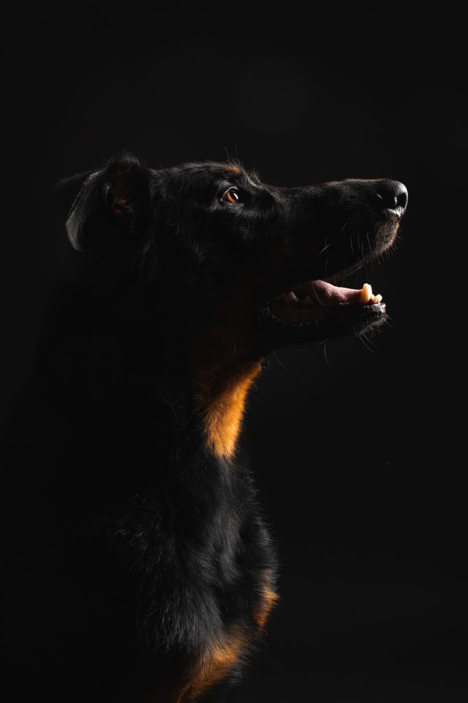 Portrait de chien de profil sur fond noir portrait de chien de profil sur fond noir proche montceau les mines